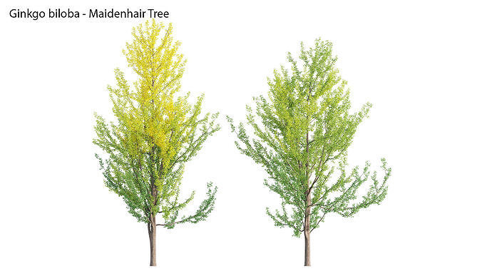 Ginkgo Biloba - Maidenhair Tree 01 3D model