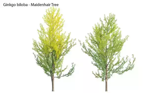 Ginkgo Biloba - Maidenhair Tree 01 3D model