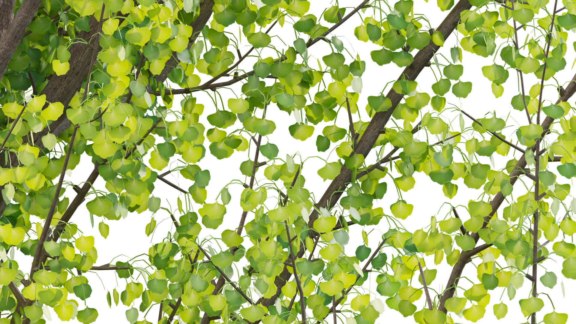 Ginkgo Biloba - Maidenhair Tree 01 3D model_5