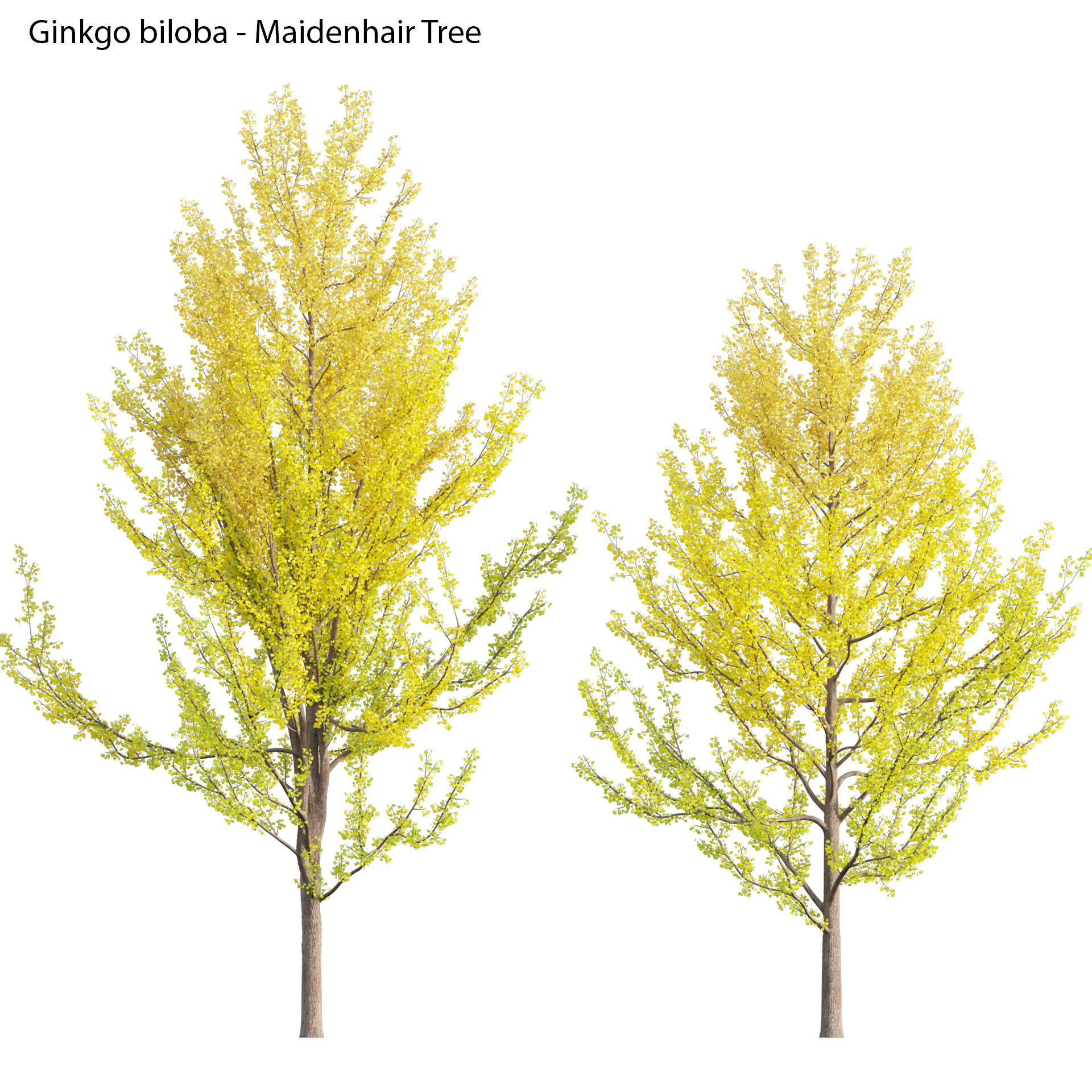Ginkgo Biloba - Maidenhair Tree 03 3D model_2