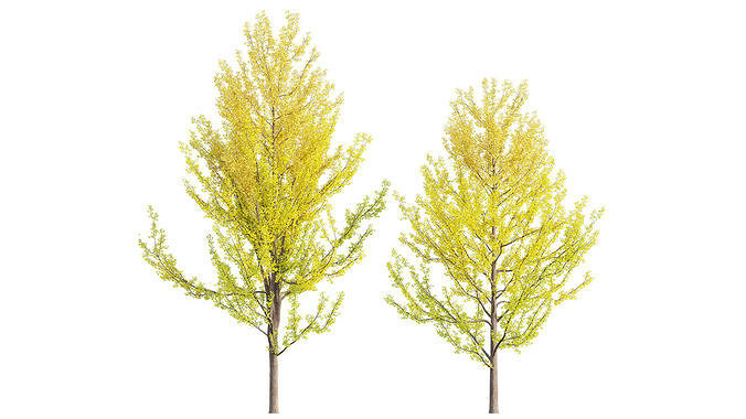 Ginkgo Biloba - Maidenhair Tree 03 3D model
