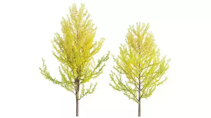 Ginkgo Biloba - Maidenhair Tree 03 3D model