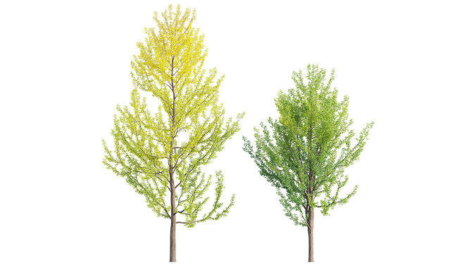 Ginkgo Biloba - Maidenhair Tree 02 3D model
