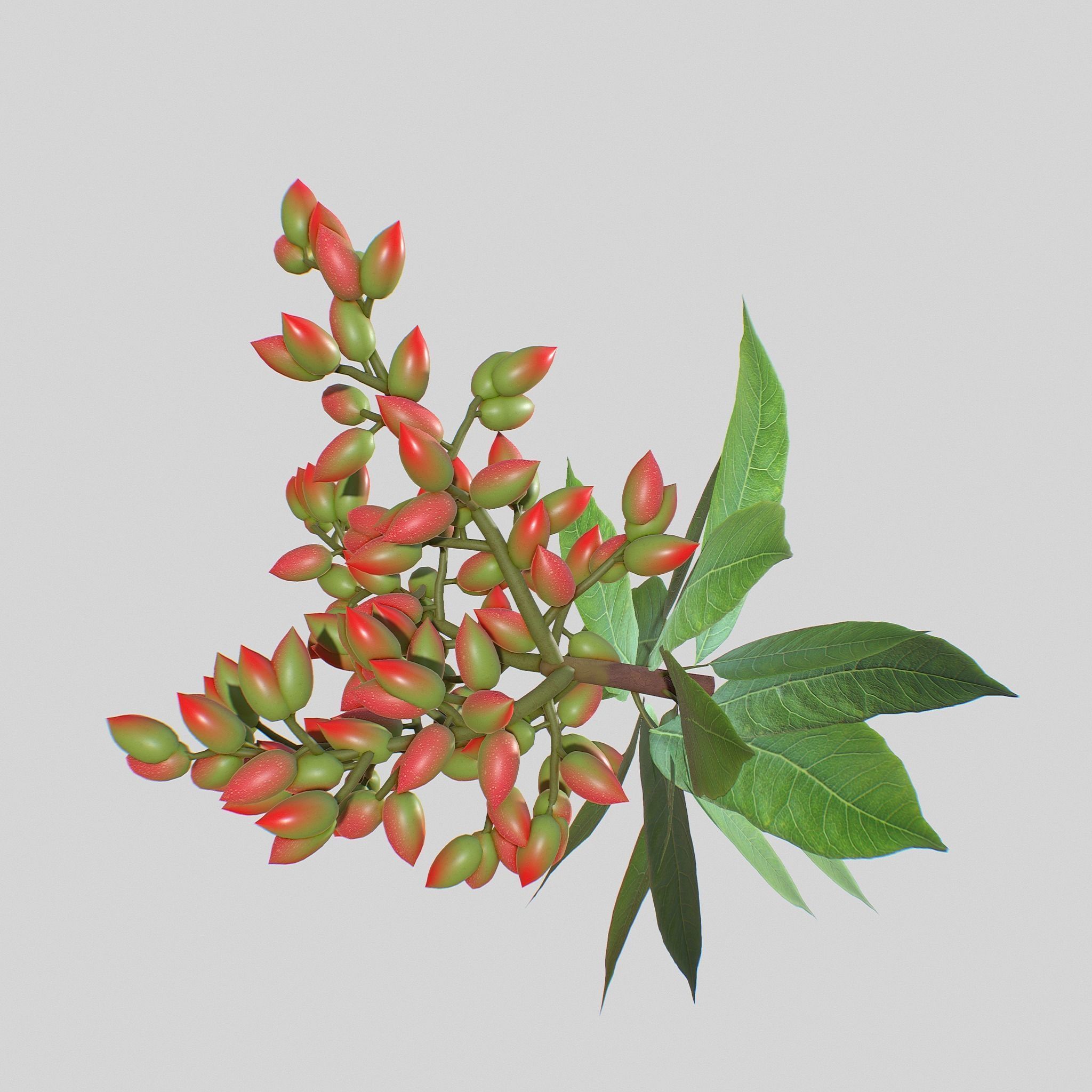 Pistachios branch V1 3D model_4
