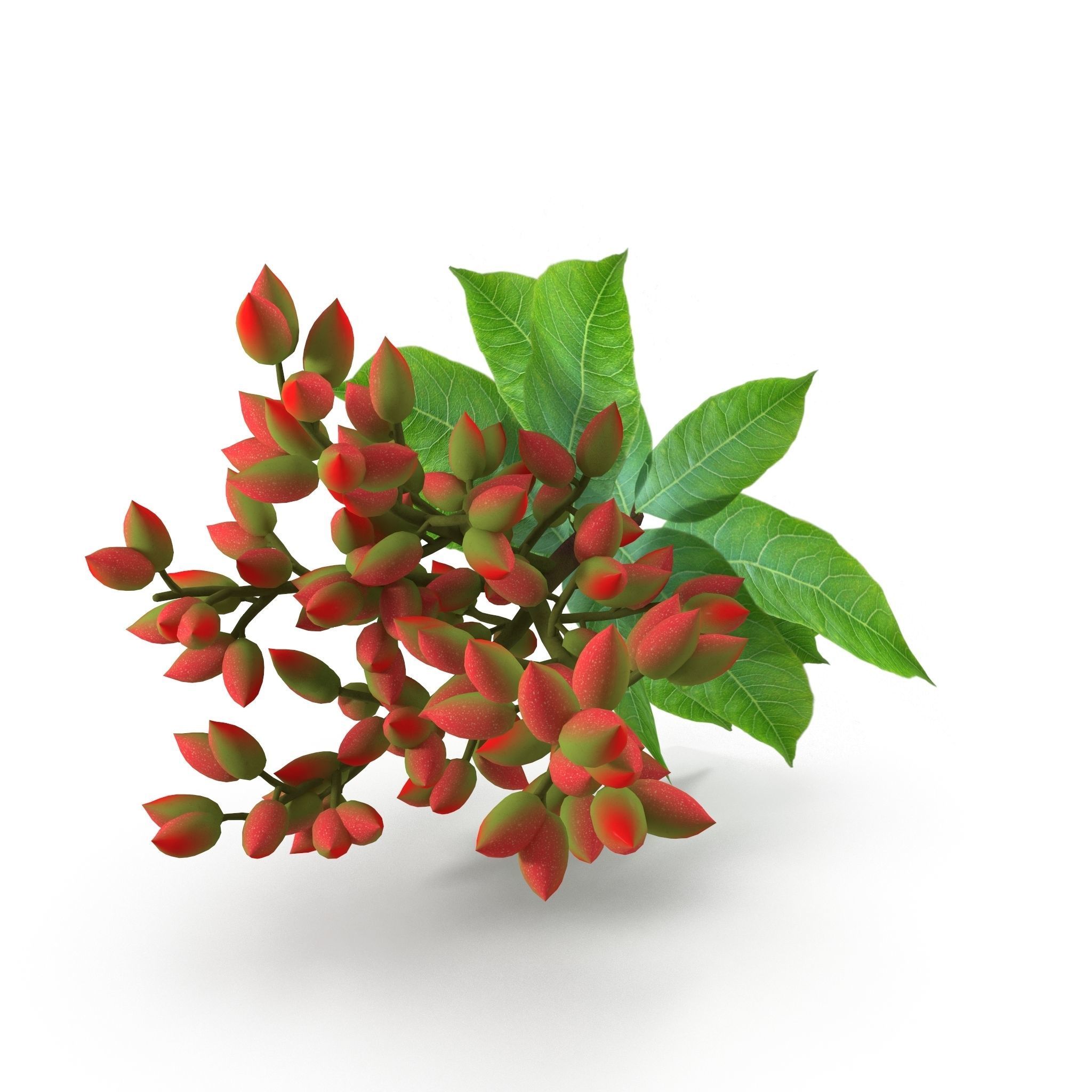 Pistachios branch V1 3D model_6