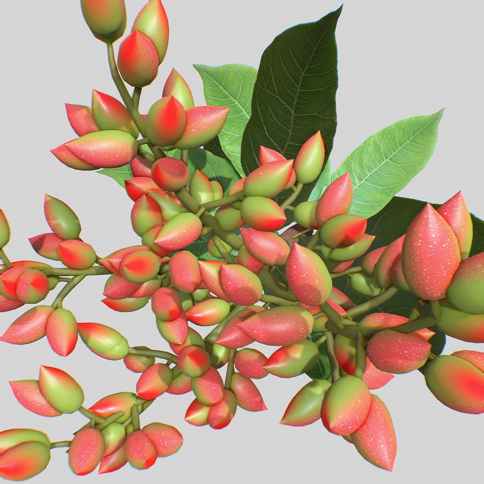 Pistachios branch V1 3D model_5