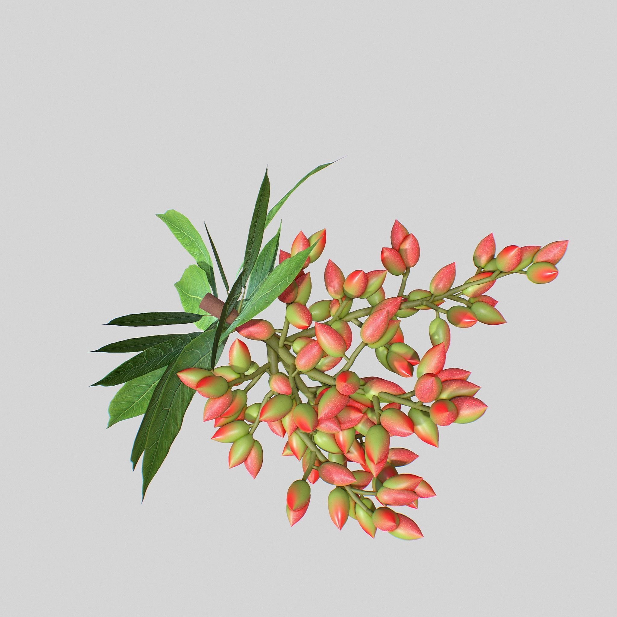 Pistachios branch V1 3D model_1