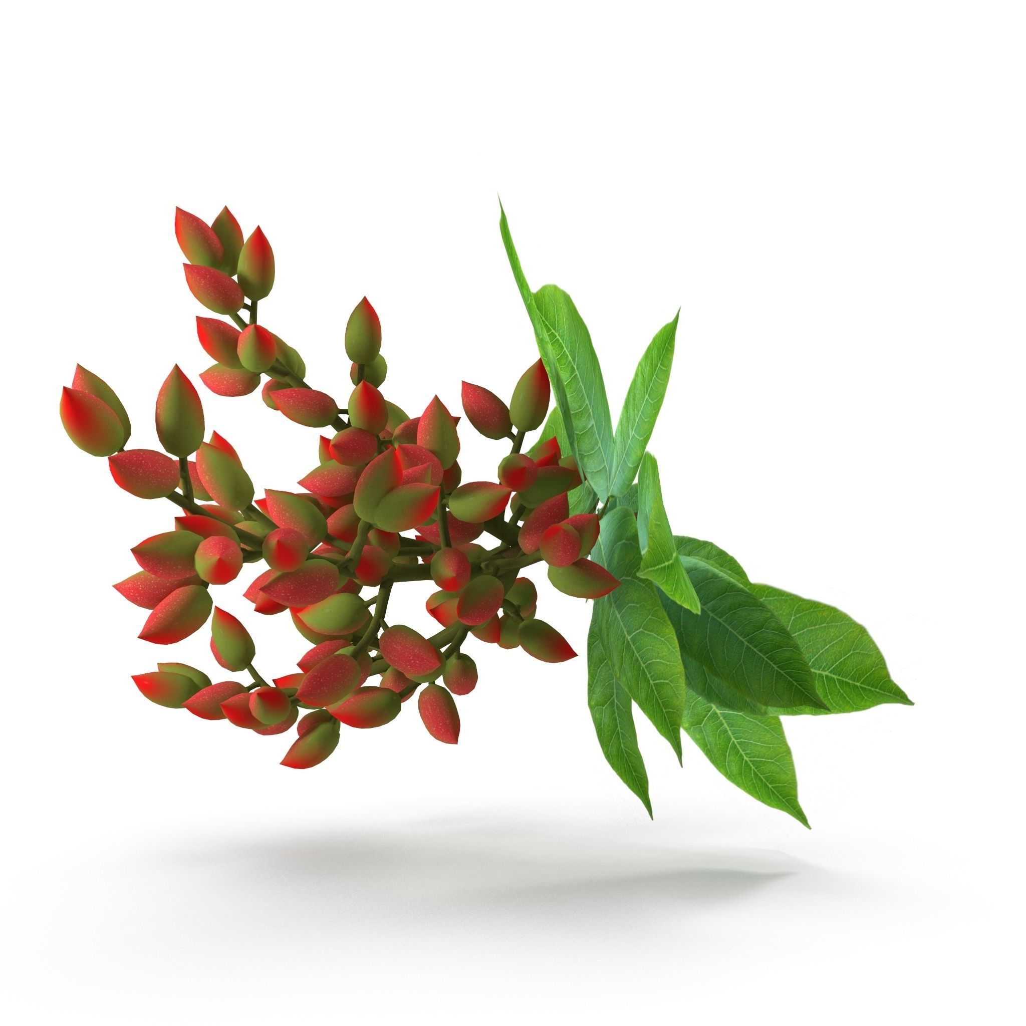 Pistachios branch V1 3D model_8