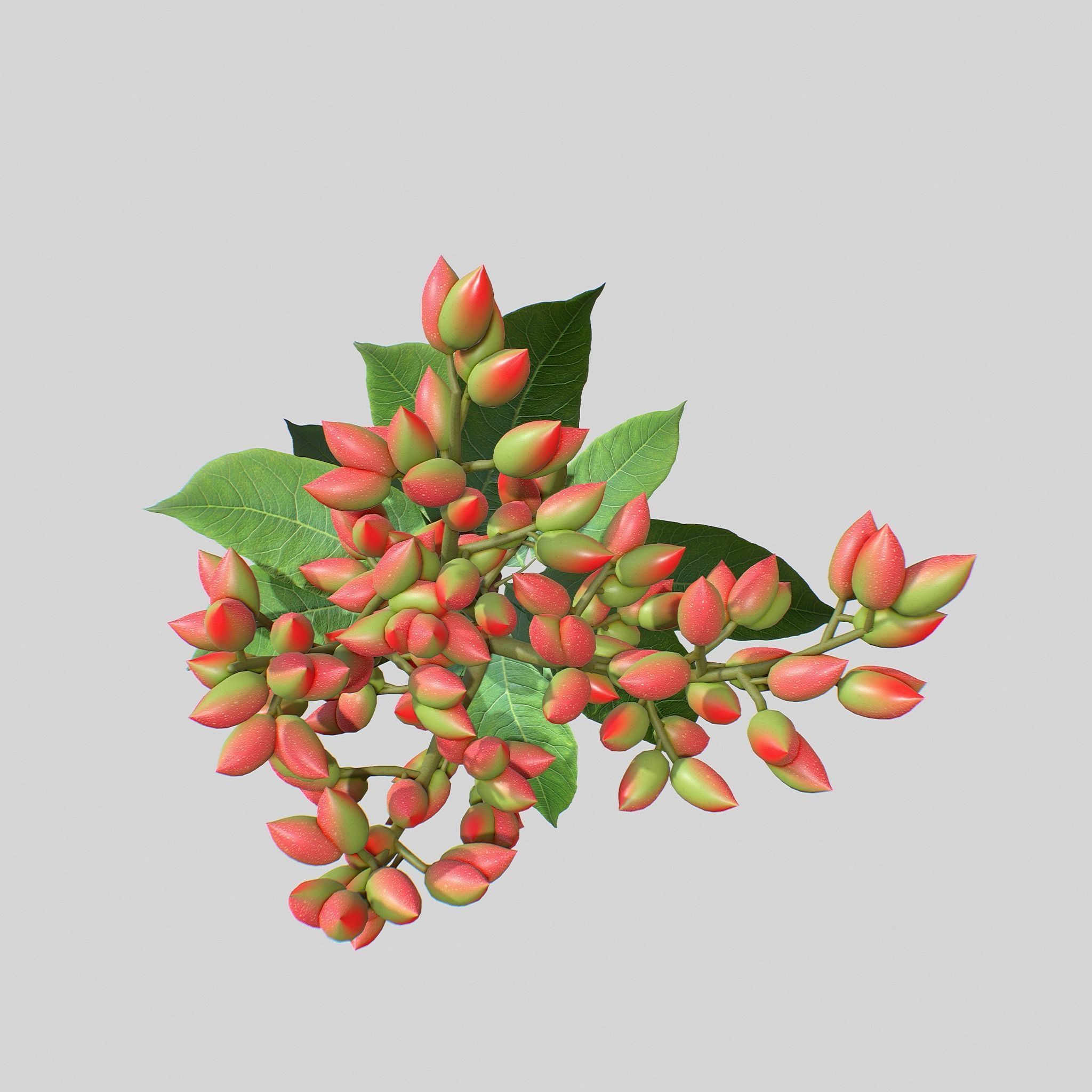 Pistachios branch V1 3D model_2