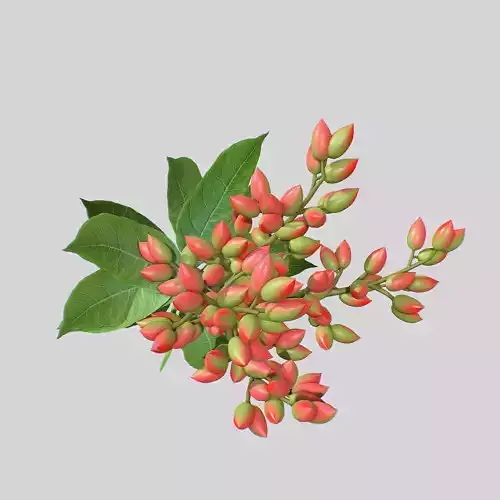 Pistachios branch V1