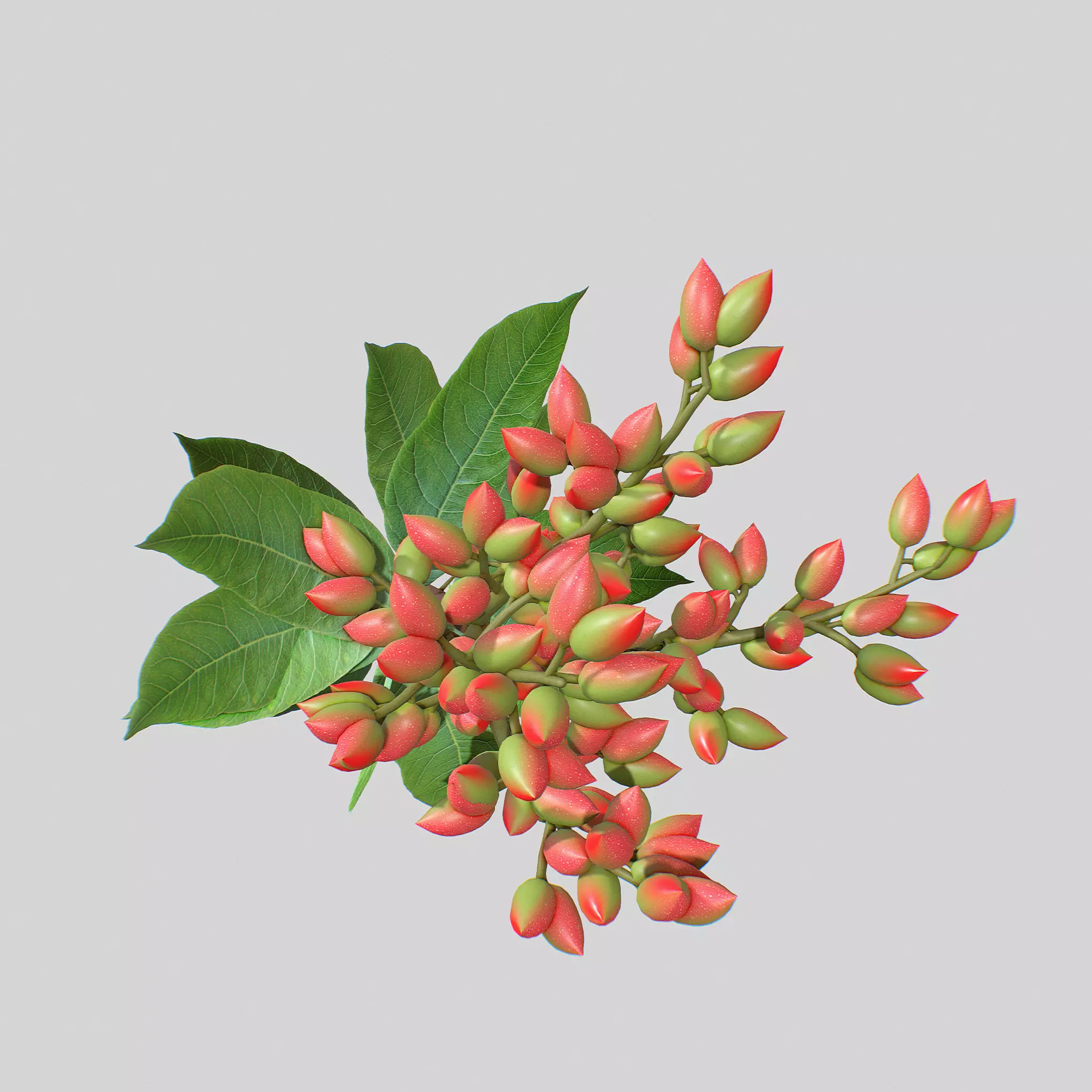 Pistachios branch V1 3D model_0