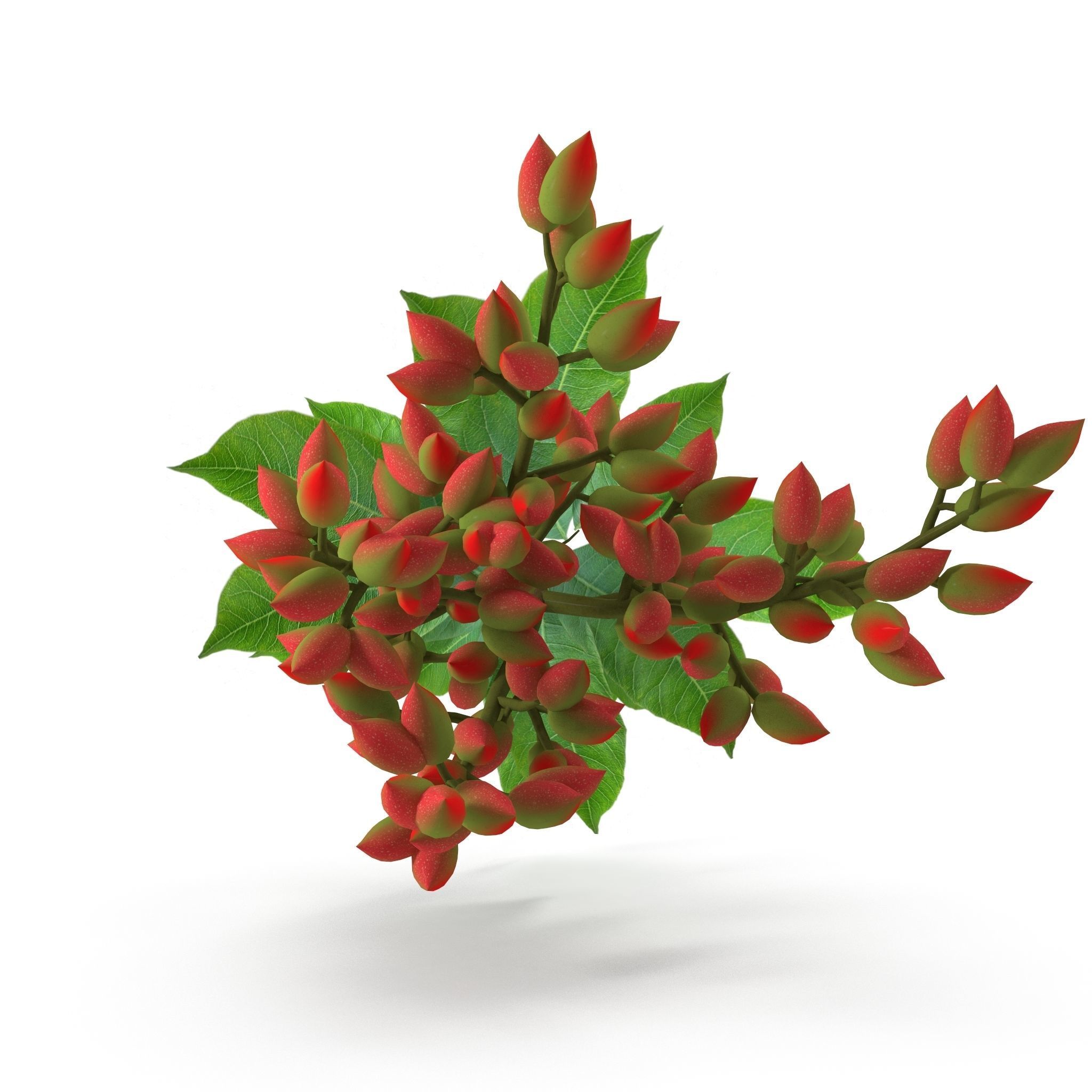 Pistachios branch V1 3D model_7