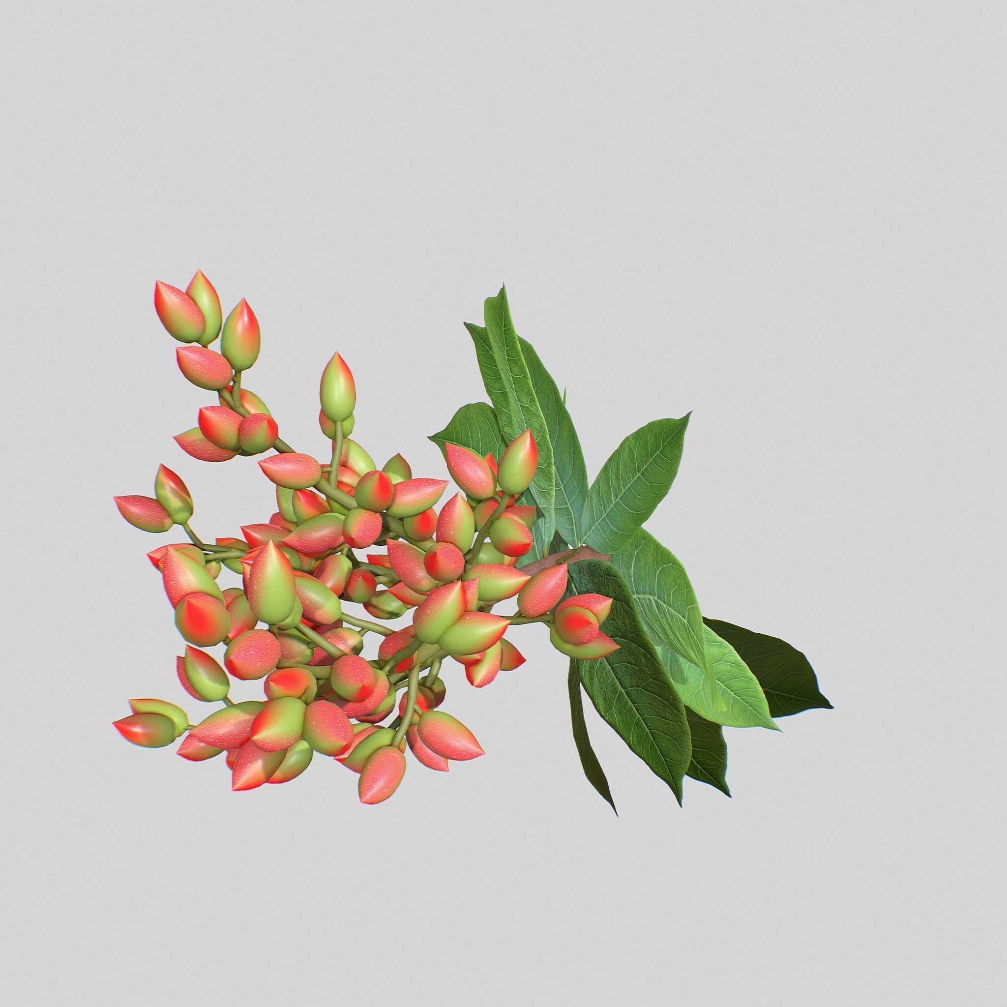 Pistachios branch V1 3D model_3