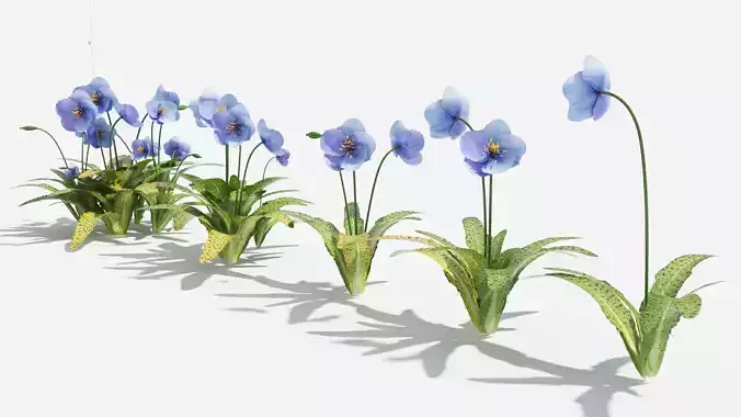 Meconopsis flowers in pot