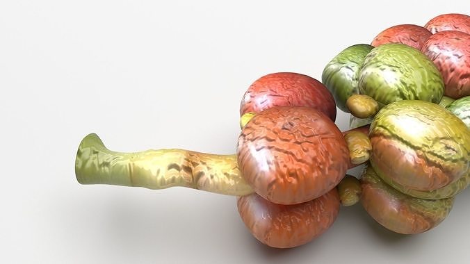 Fresh Peppercorn 3D model 6