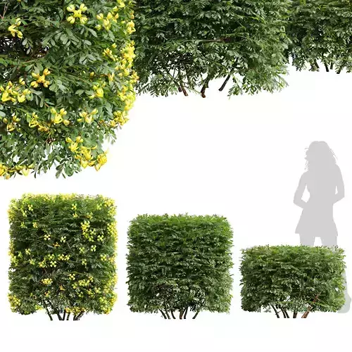 New Plant Coronilla Valentina Glauca Box