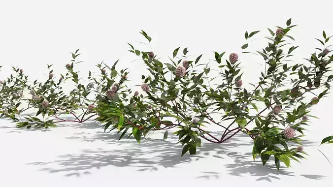 Polygonum eucalyptus tree