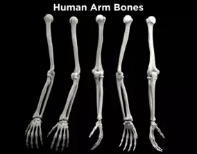 macmahon knitting mills 3D Arm Bone ボーン 乱痴気（ランチキ）の「【MacMahon Knitting Mills】Crew Neck