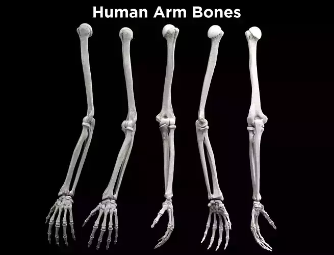 Human Arm Bones - Homerus - Ulna - Radius - Hand Low-poly 3D model