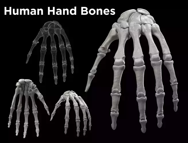 Human Hand Bones Low-poly 3D model