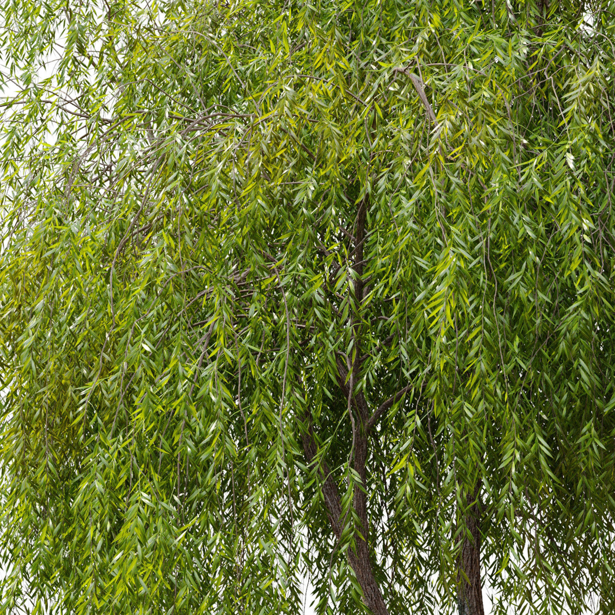 Weeping Willow 2 3D model_5