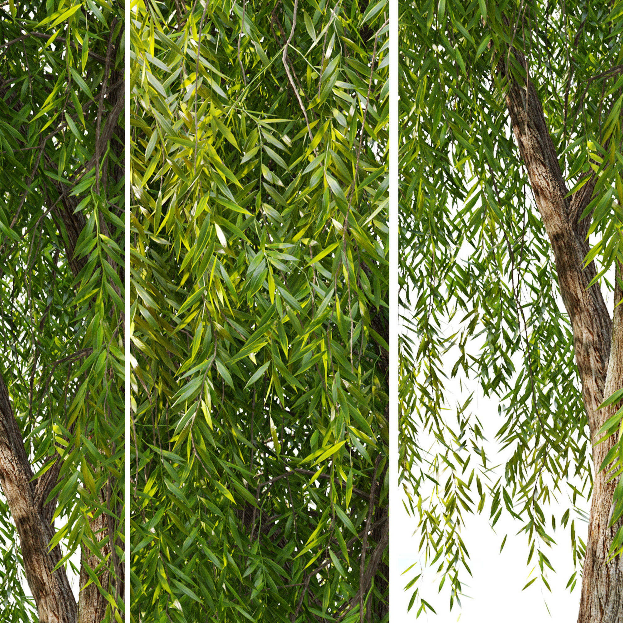 Weeping Willow 2 3D model_4