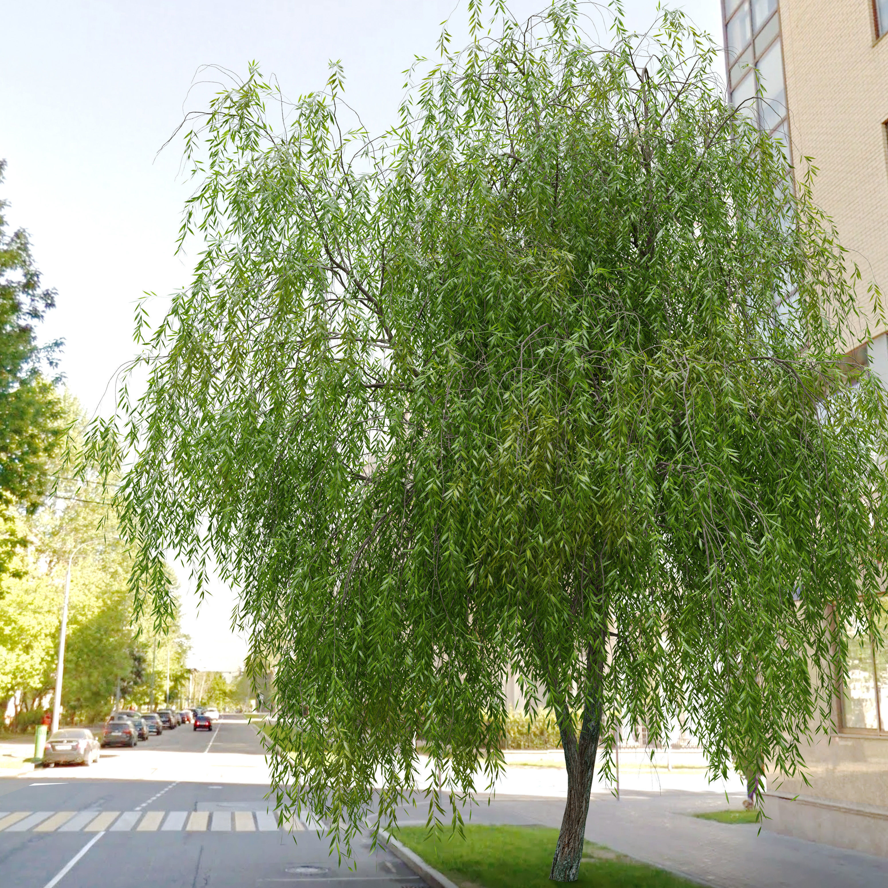 Weeping Willow 2 3D model_3