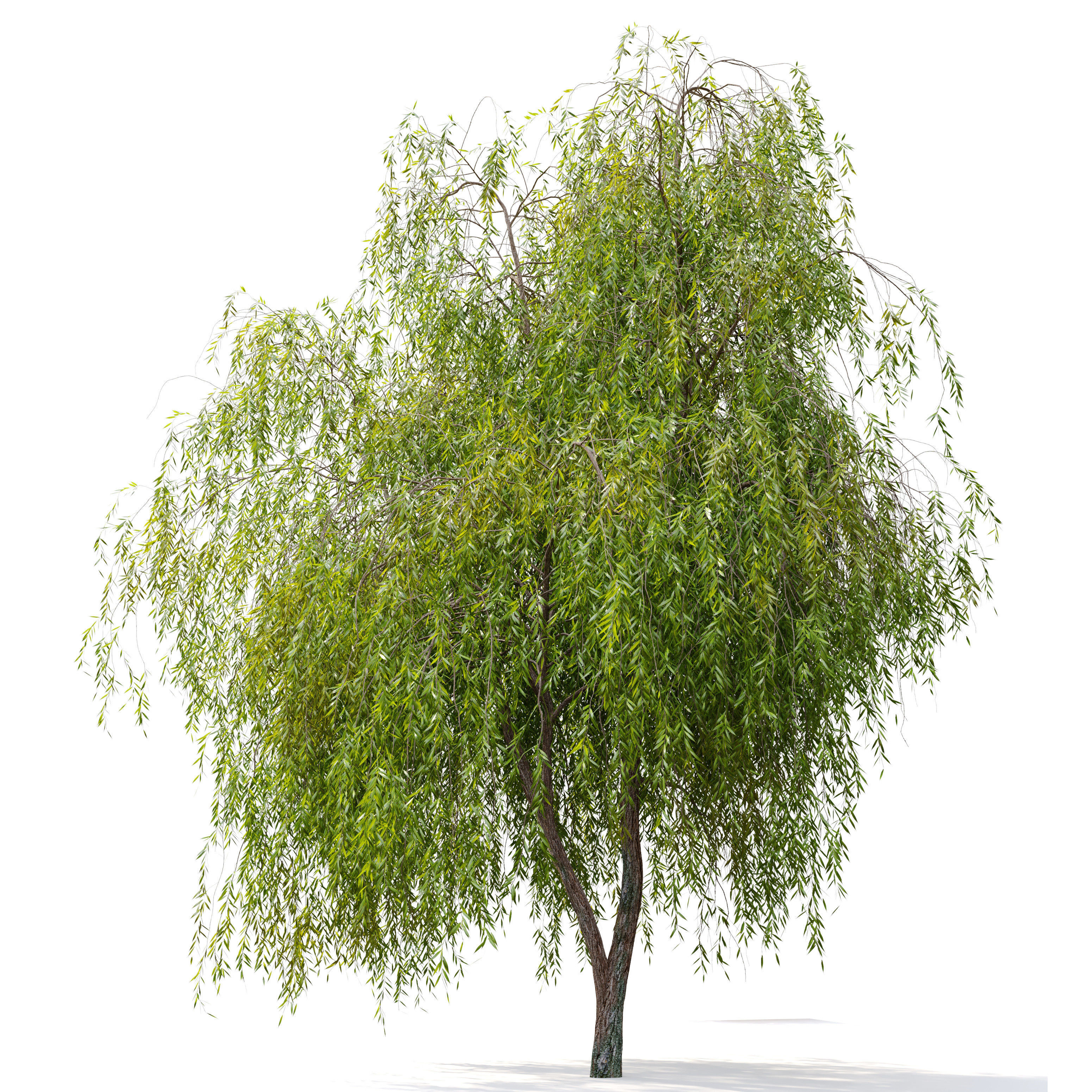 Weeping Willow 2 3D model_1