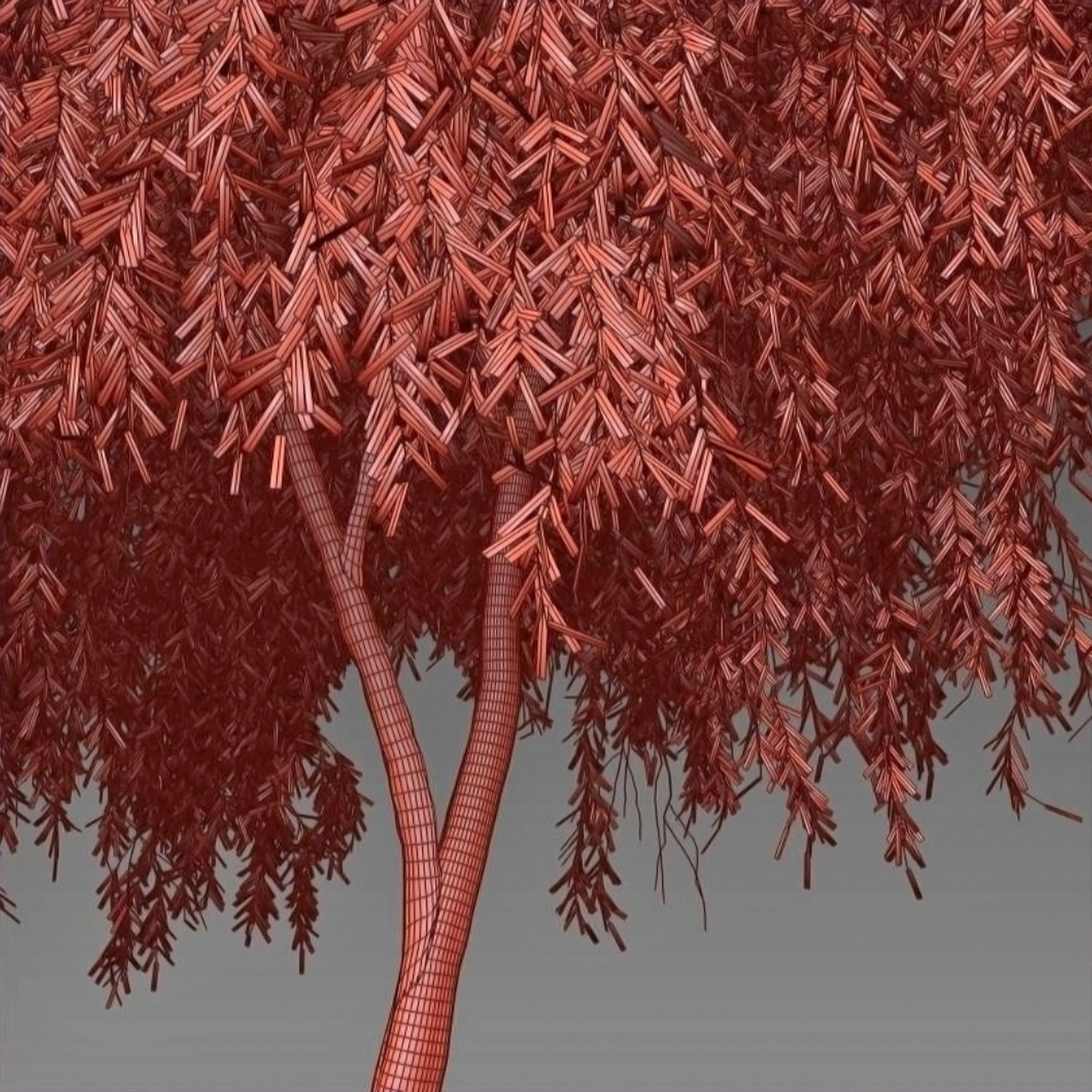 Weeping Willow 2 3D model_6