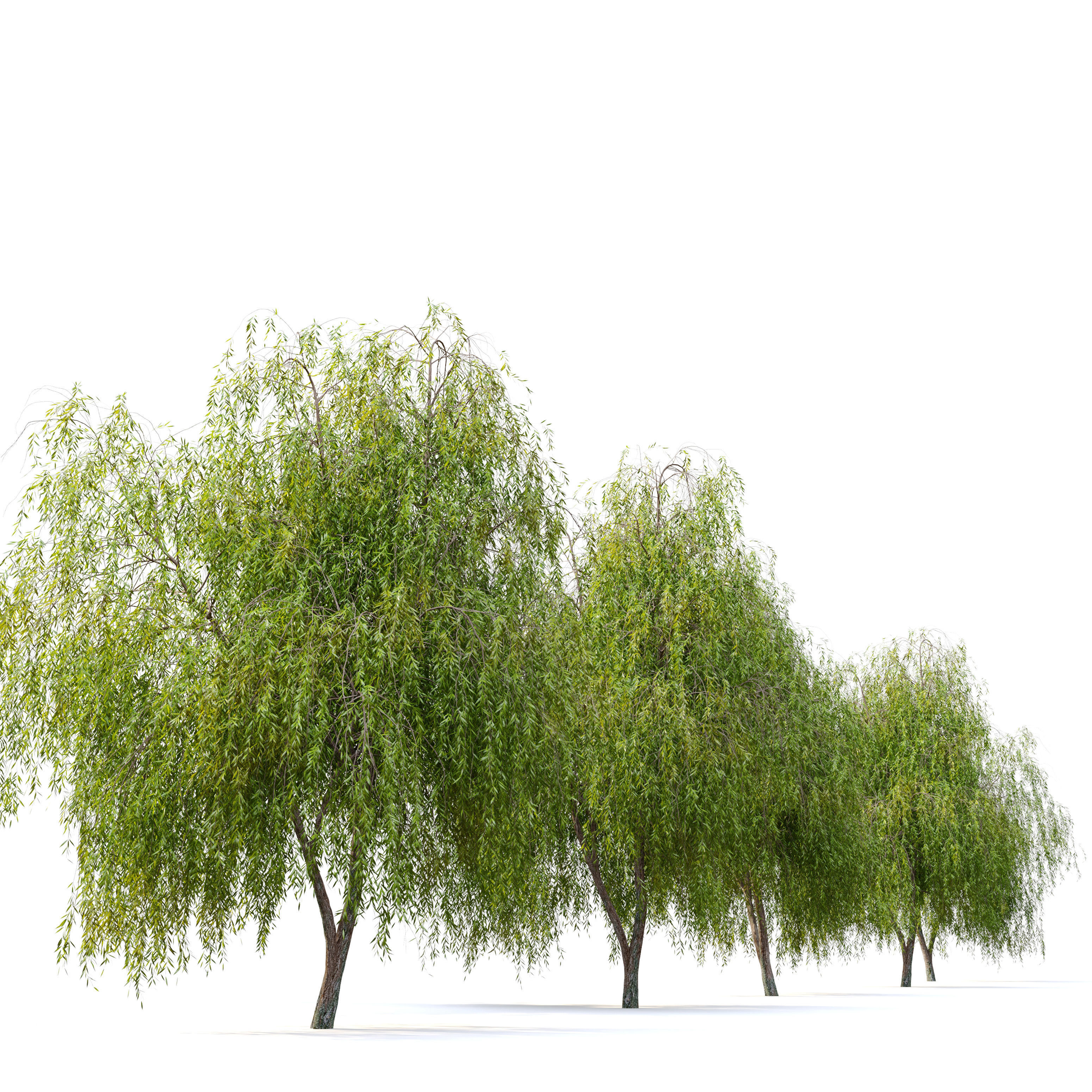 Weeping Willow 2 3D model_2