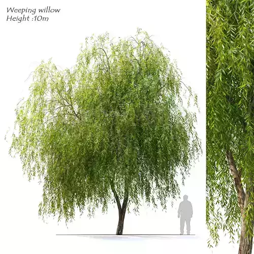 Weeping Willow 2 3D model