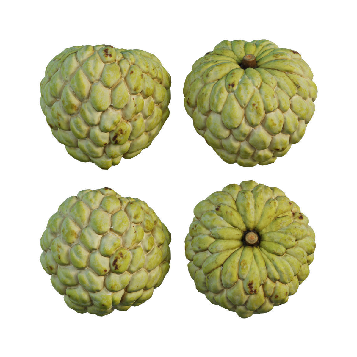 Annona squamosa 04 3D model_6