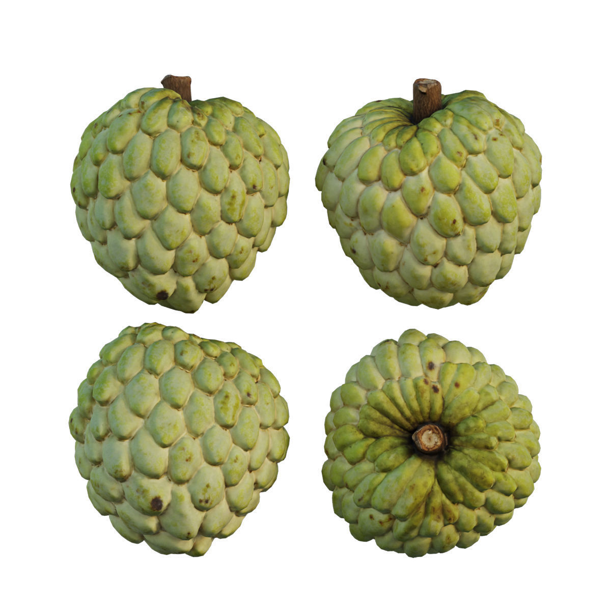 Annona squamosa 04 3D model_3