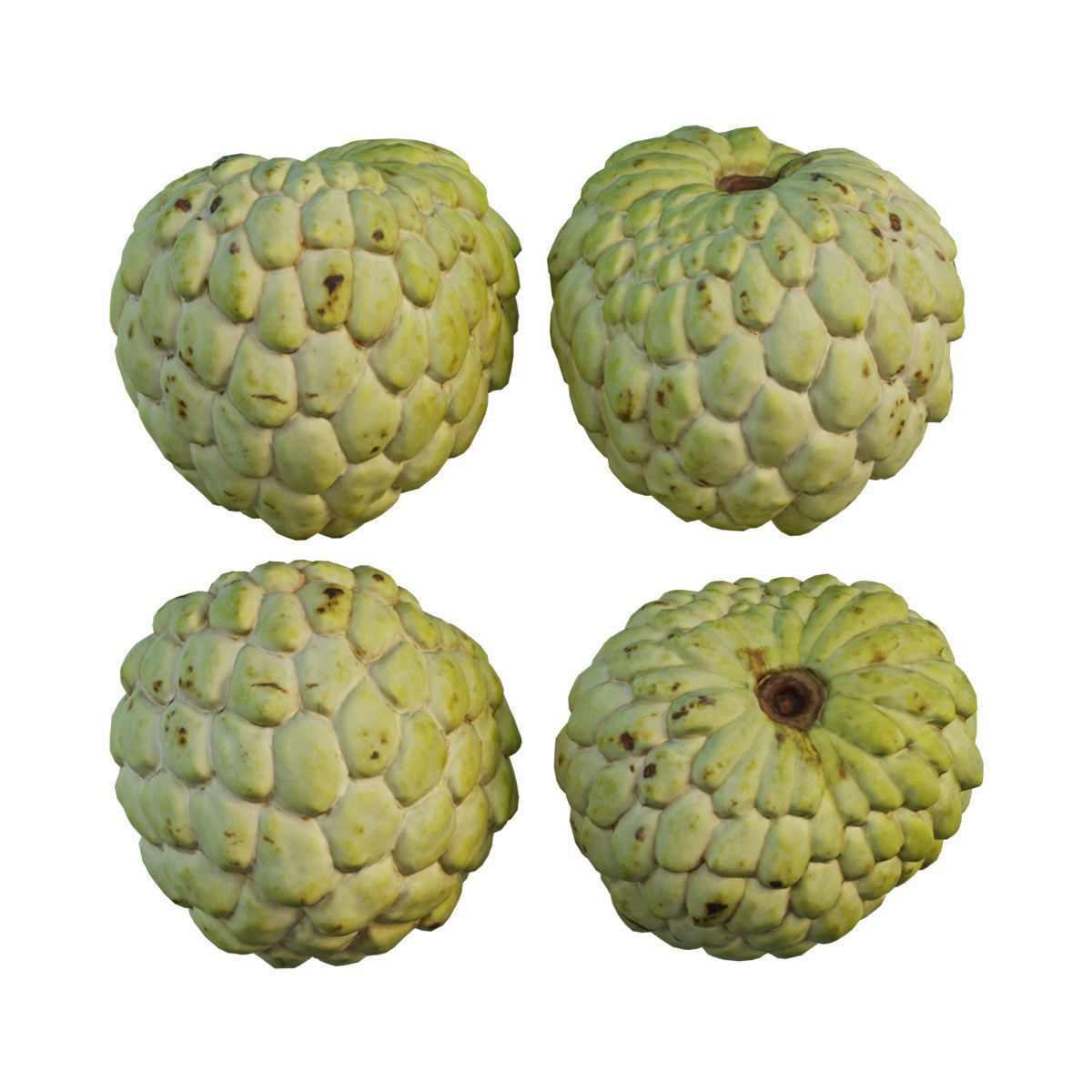 Annona squamosa 04 3D model_4