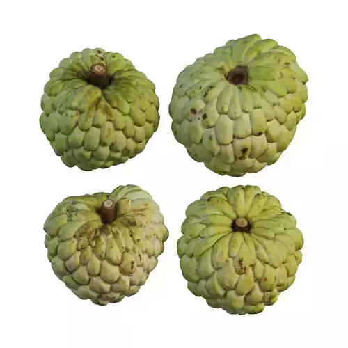Annona squamosa 04
