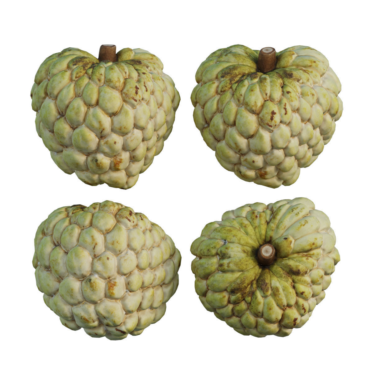 Annona squamosa 04 3D model_5