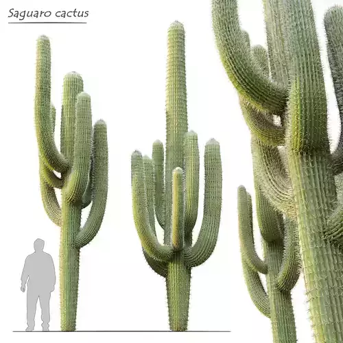 Saguaro cactus 2 3D model
