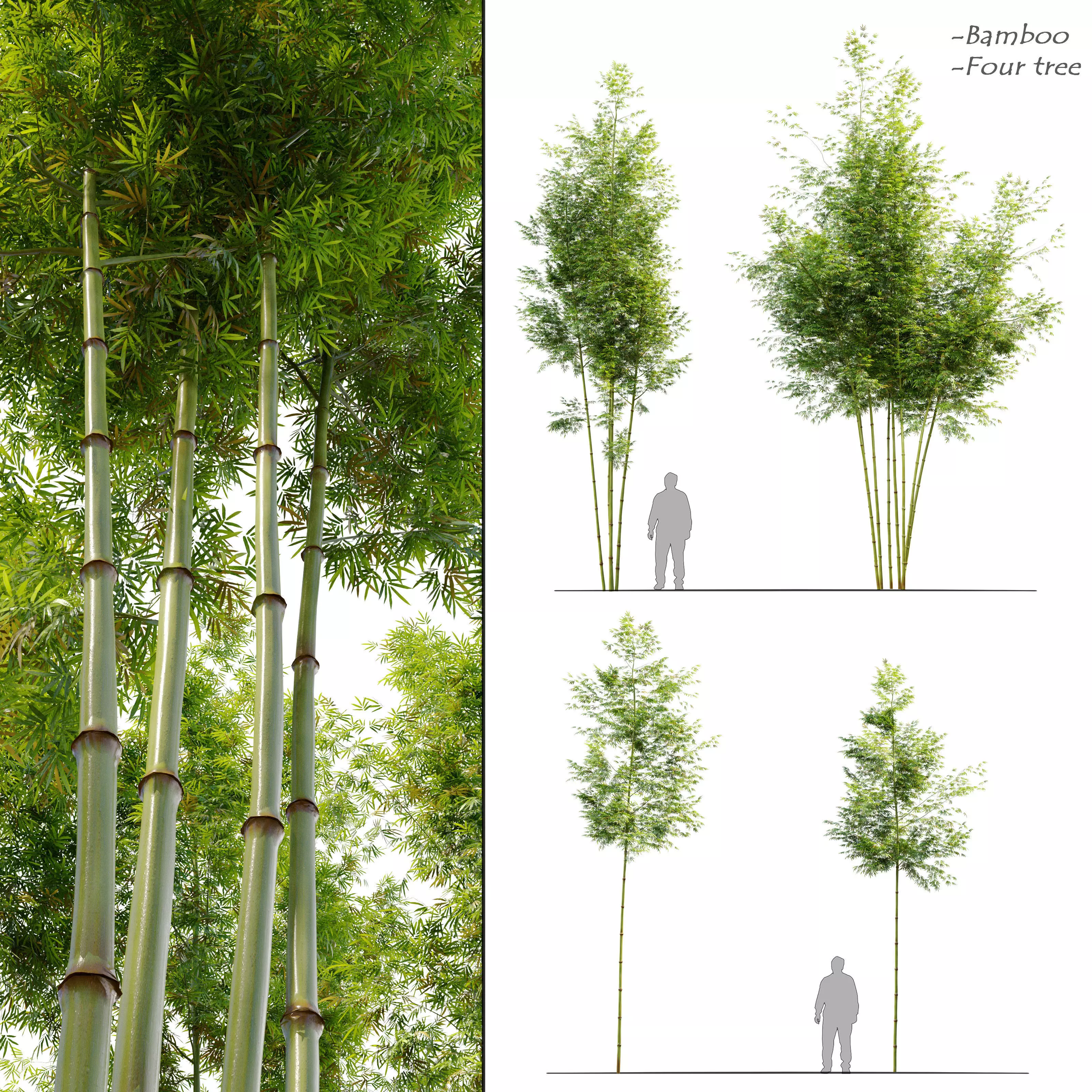 Four bamboo tree 3D model