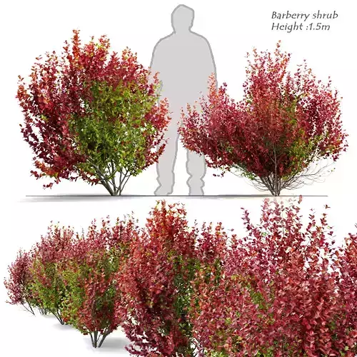Barberry shrub