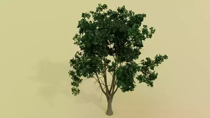Tropical Tree