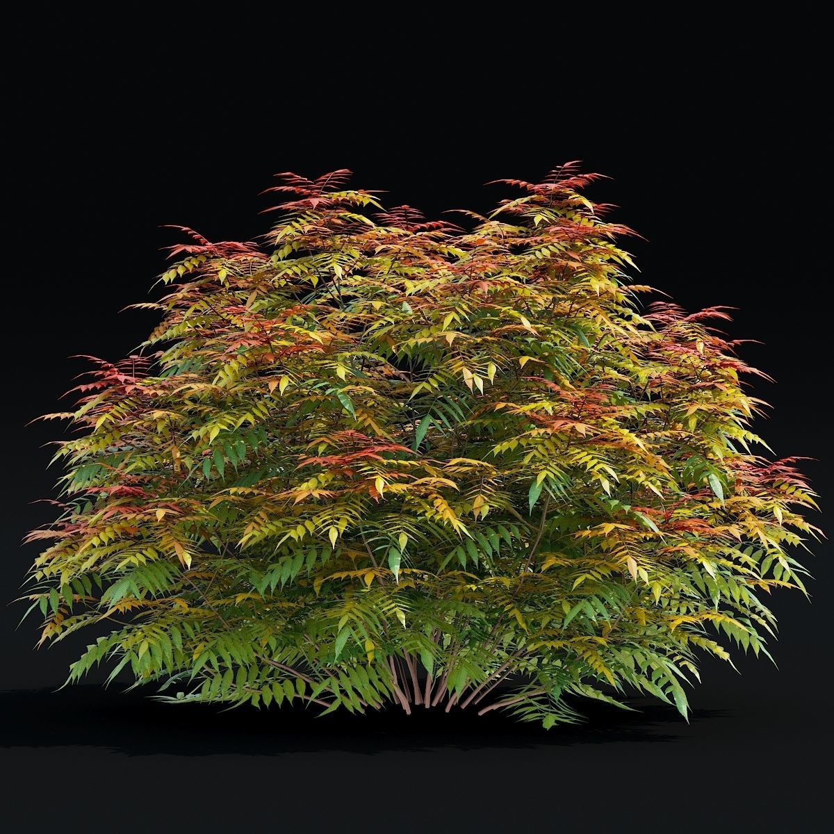 Sorbaria sorbifolia 3D model_2