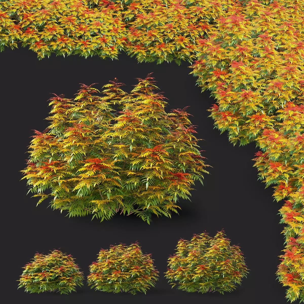 Sorbaria sorbifolia 3D model_0