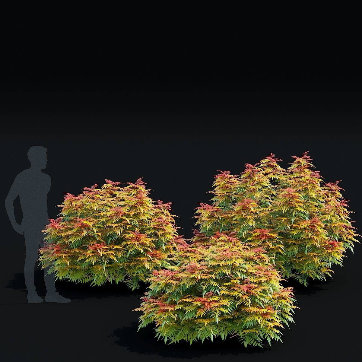 Sorbaria sorbifolia 3D model_1