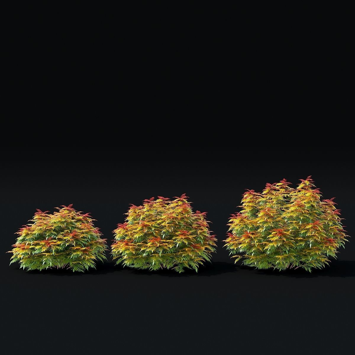 Sorbaria sorbifolia 3D model_6