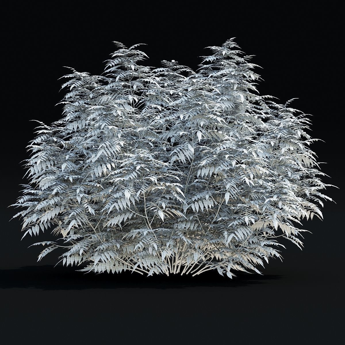 Sorbaria sorbifolia 3D model_3