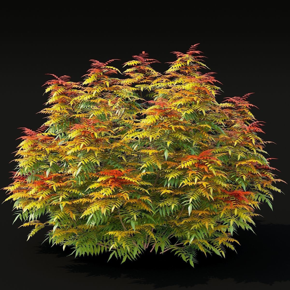 Sorbaria sorbifolia 3D model_5