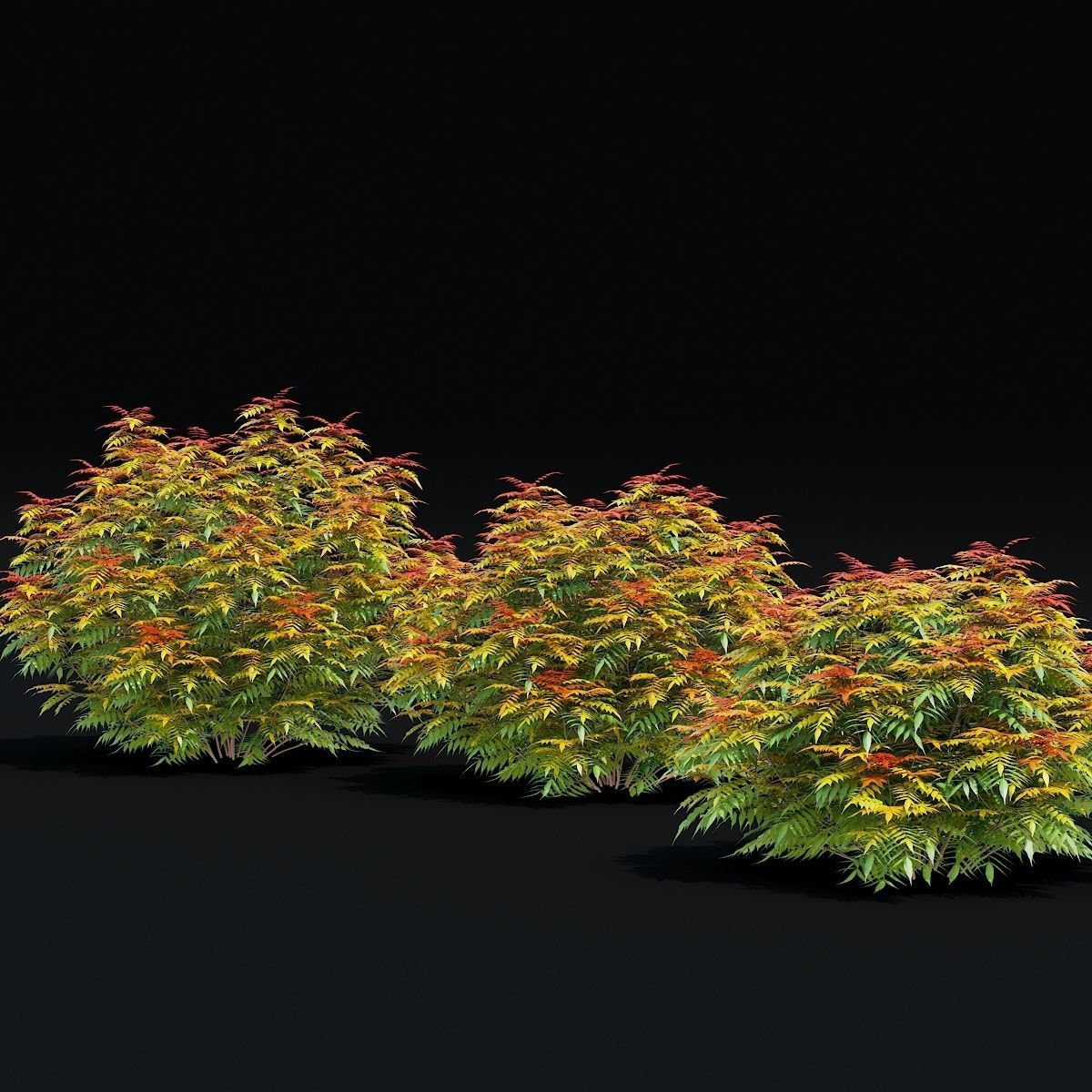 Sorbaria sorbifolia 3D model_4