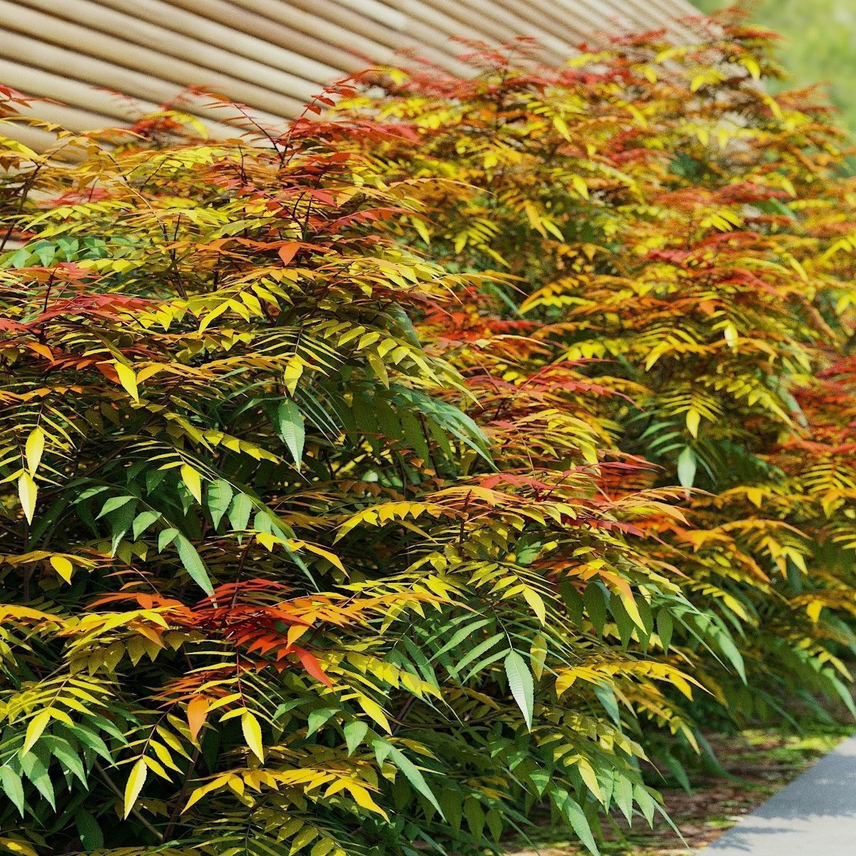 Sorbaria sorbifolia 3D model_8