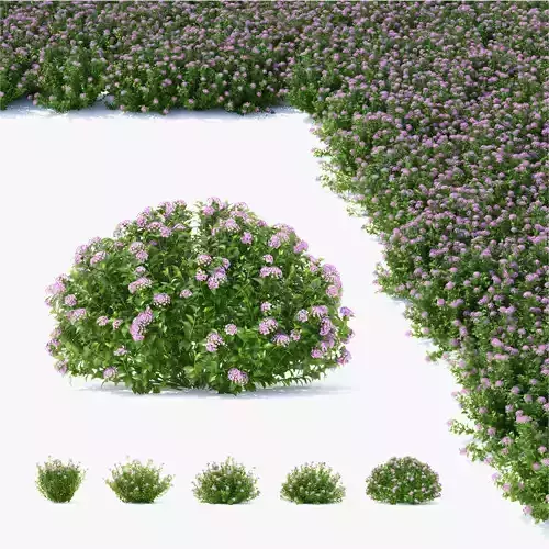 Spiraea japonica Little Princess 3D model