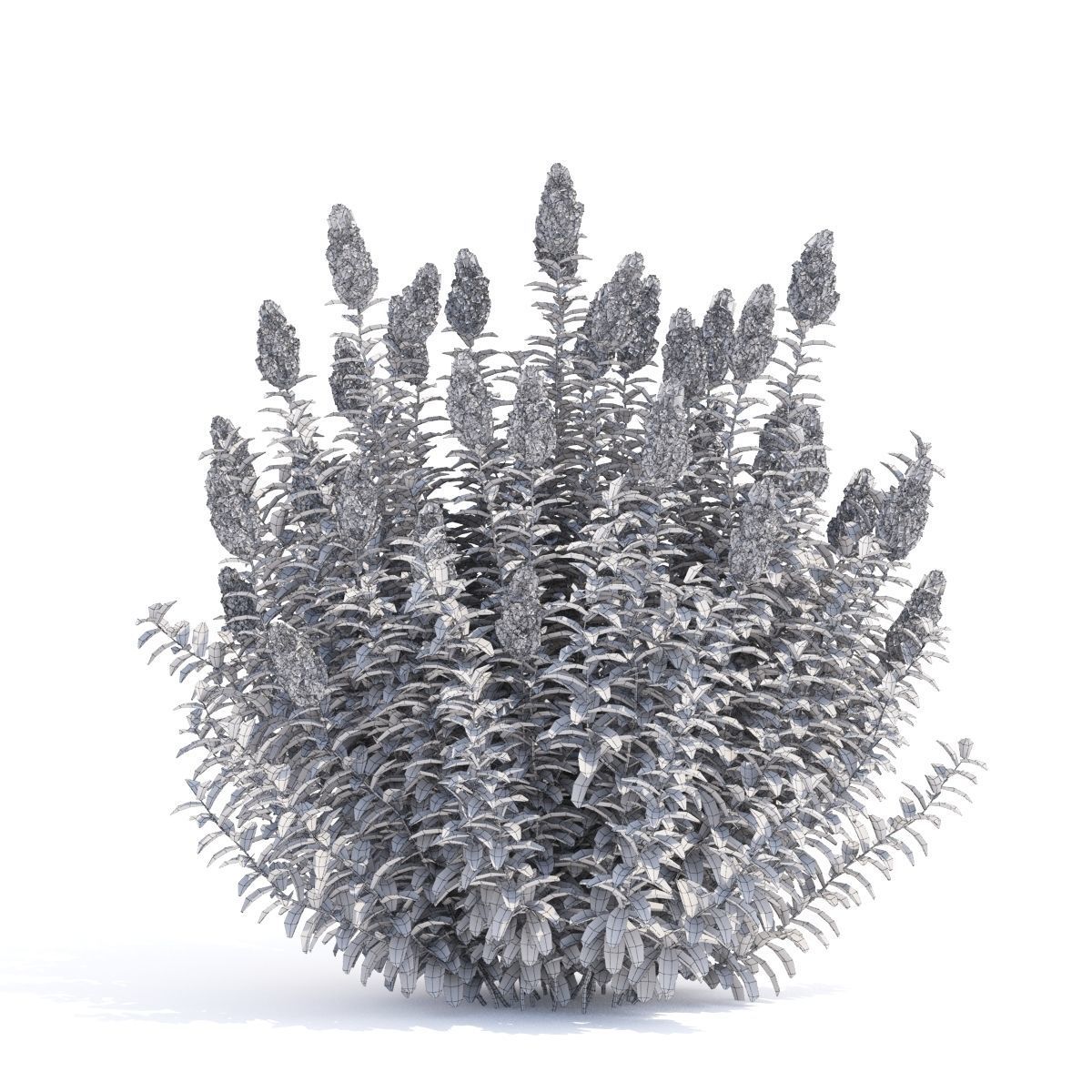 Spiraea douglasii 3D model_2